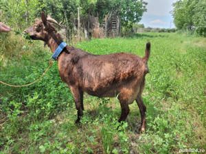 Capra Murciana Granadina își schimbă locația  - imagine 3