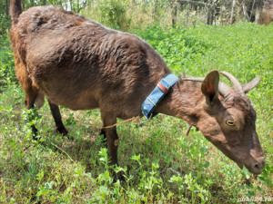 Capra Murciana Granadina își schimbă locația  - imagine 6