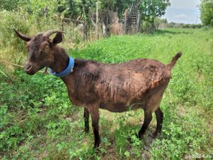 Capra Murciana Granadina își schimbă locația  - imagine 4