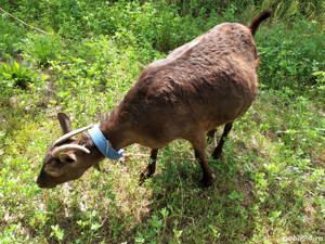 Capra Murciana Granadina își schimbă locația  - imagine 7