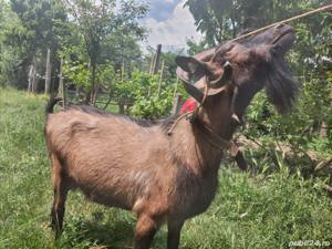 Țap Alpin Francez își schimbă locația  - imagine 7 Țap Alpin Francez își schimbă locația  - imagine 7