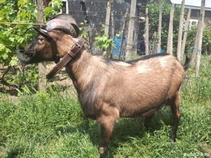 Țap Alpin Francez își schimbă locația  - imagine 6 Țap Alpin Francez își schimbă locația  - imagine 6