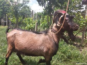 Țap Alpin Francez își schimbă locația  - imagine 5 Țap Alpin Francez își schimbă locația  - imagine 5