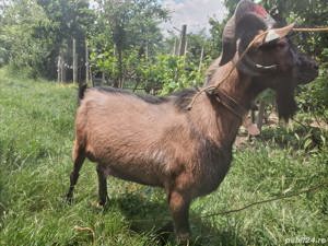 Țap Alpin Francez își schimbă locația  - imagine 2 Țap Alpin Francez își schimbă locația  - imagine 2