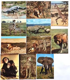 41 de cărți poștale AFRICA