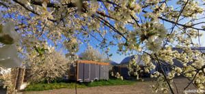 Rulote comerciale fast-food noi - imagine 3