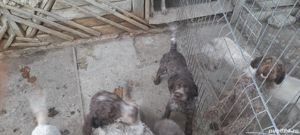 Caini trufe dresați lagooto - imagine 7