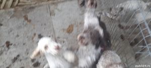 Caini trufe dresați lagooto - imagine 9