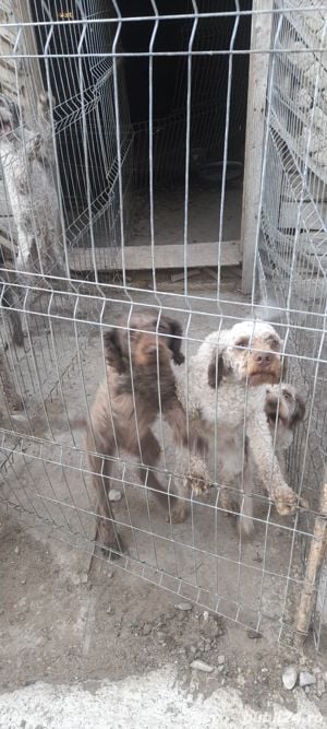 Caini trufe dresați lagooto - imagine 6