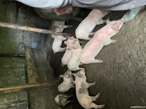 Purcei de țară de vanzare - imagine 7 Purcei de țară de vanzare - imagine 7