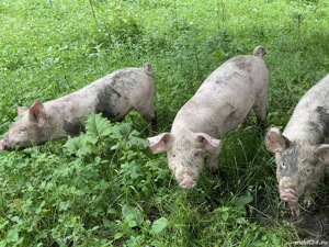 Purcei de țară de vanzare - imagine 4 Purcei de țară de vanzare - imagine 4