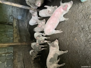 Purcei de țară de vanzare - imagine 9 Purcei de țară de vanzare - imagine 9