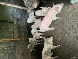 Purcei de țară de vanzare - imagine 8 Purcei de țară de vanzare - imagine 8