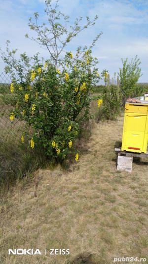 Miere de albine,  din stupina proprie. De la 25 lei kg. - imagine 3