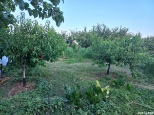 Vand casa de locuit si teren agricol si livada - imagine 7