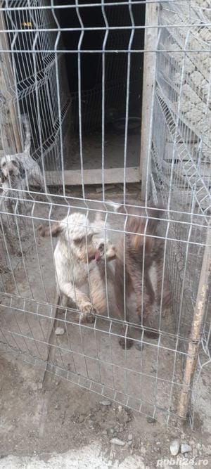 Caini trufe dresați lagooto - imagine 10