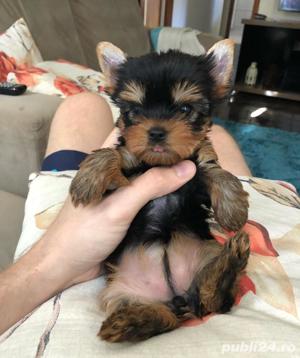 Yorkshire Terrier mini toy - mascul si femelă la 2 luni - imagine 3