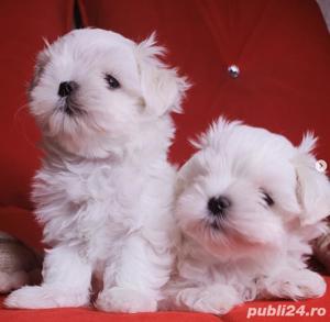 Bichon Maltez - Mini Toy - transport autorizat la nivel național  - imagine 2