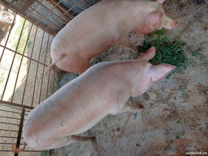 vând porci - imagine 3 vând porci - imagine 3