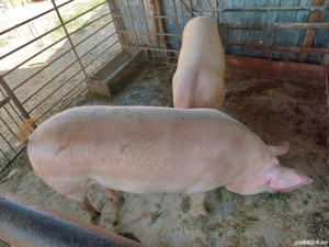 vând porci - imagine 2 vând porci - imagine 2