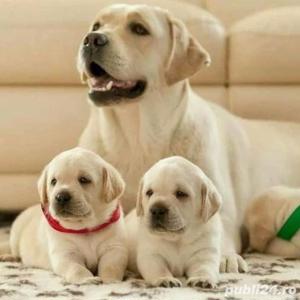 Catei Labrador Retriever - Cumpără în condiții de legalitate și siguranță  - imagine 2