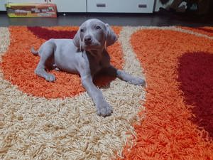 Puiuti weimaraner-brac weimar blue - imagine 2