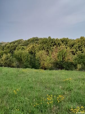 Vând 600mp teren intravilan lângă pădure, într-o zona mirifică cu acces stradal și toate utilitățile - imagine 3