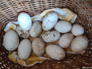 Vând ouă de gâscă românească 