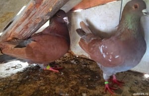 Porumbei de Curse Frumosi Linie Arden - imagine 6