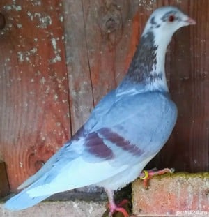 Porumbei de Curse Frumosi Linie Arden - imagine 3