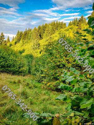 Vand Teren Intravilan in Bunloc, 10.000mp. - imagine 9