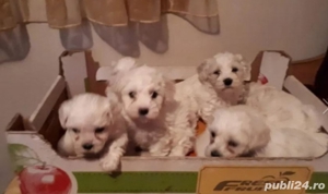 Vand căței Bichon Maltez - imagine 2