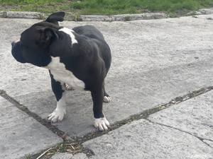 Vând american bully - imagine 3