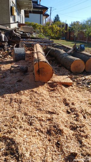 Trunchi de dud/nuc/cireș/vișin/măr/salcâm/păr/ulm