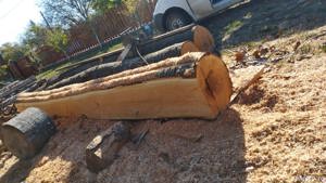 Trunchi de dud/nuc/cireș/vișin/măr/salcâm/păr/ulm - imagine 6