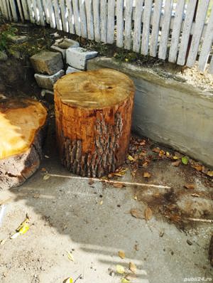 Trunchi de dud/nuc/cireș/vișin/măr/salcâm/păr/ulm - imagine 5