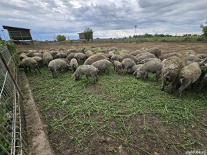Porc Mangalita varietate blonda la 50 km de Bucuresti  - imagine 4