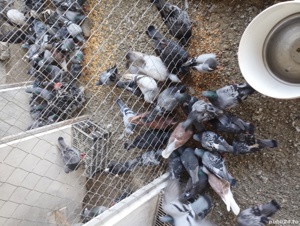 porumbei voiajori  - imagine 2