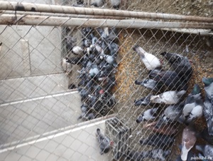 porumbei voiajori  - imagine 3