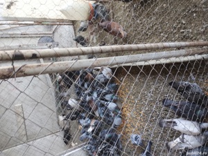 porumbei voiajori  - imagine 4