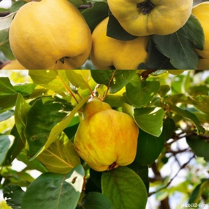 Palinca de gutui - imagine 3