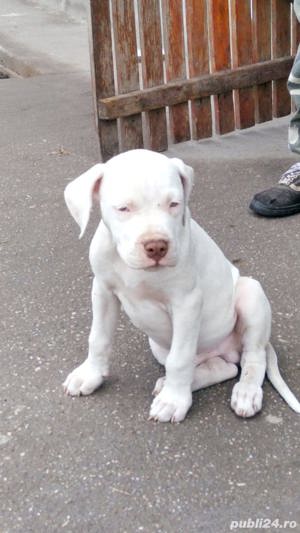 Pui de amstaff/amstaf pe negru , alb si maro 