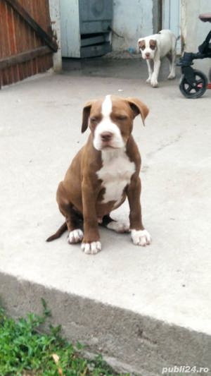 Pui de amstaff/amstaf pe negru , alb si maro  - imagine 2