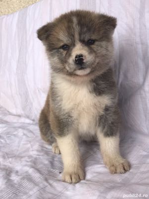 Vand akita inu japonez!! - imagine 2 Vand akita inu japonez!! - imagine 2