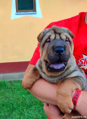 Vand shar-pei!! - imagine 2 Vand shar-pei!! - imagine 2