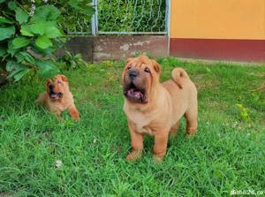 Vand shar-pei!! - imagine 3 Vand shar-pei!! - imagine 3