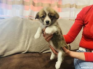 Vand welsh pembroke corgi - imagine 2