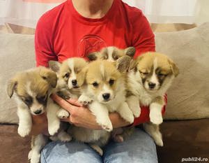 Vand welsh pembroke corgi - imagine 1