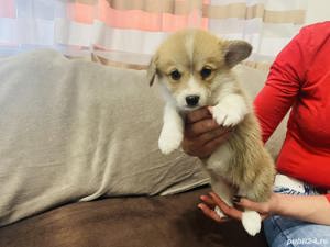 Vand welsh pembroke corgi - imagine 7