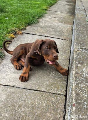Vand doberman/dobermann!! - imagine 2